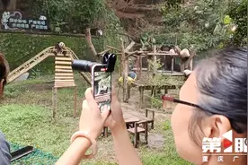 喝着咖啡看国宝！重庆动物园熊猫馆新馆开馆图片