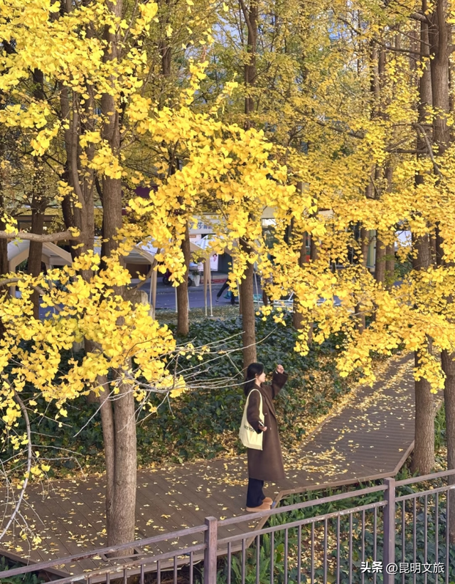 跟着赛事游昆明｜昆明金色信号已满格！这份“市区寻金图鉴”带你解锁冬日温柔