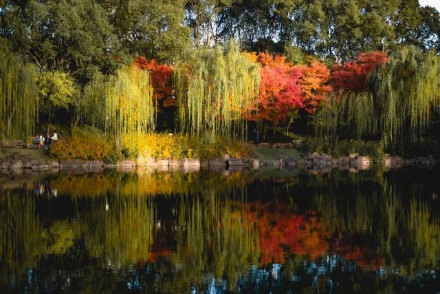 秋色限定!沪上园林已达颜值巅峰→