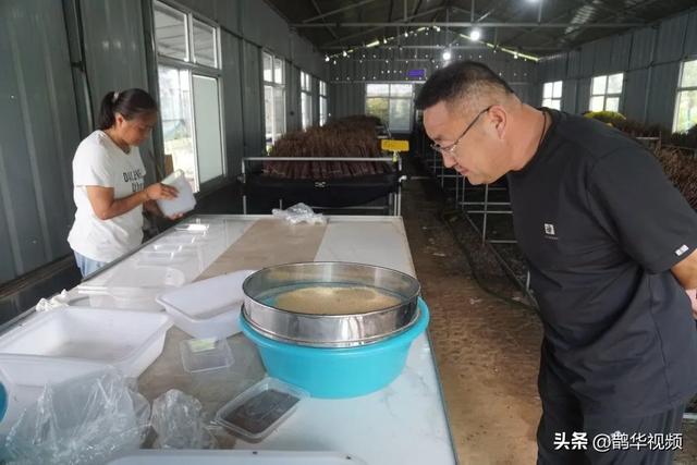 一天收入7万多元！青岛一对70后夫妇包了110亩地，树上生钱地下生金……“好日子总算来了！”