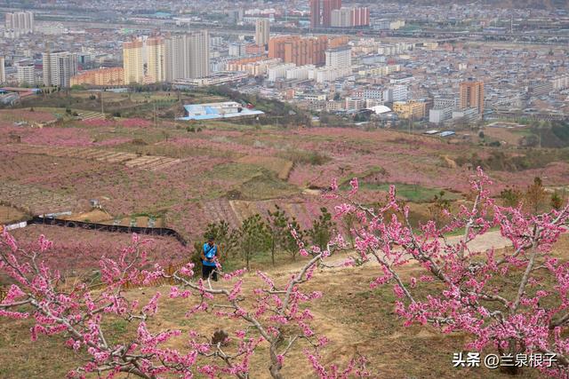 醉美桃花源启幕 秦安共赴春日盛宴