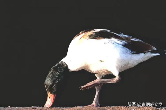 今日午后骑行西湿地，第一次遇见翘鼻麻鸭