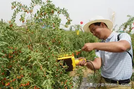 “枸杞泡酒”的“黄金法则”与“致命误区”！泡不对就是毒药！图片