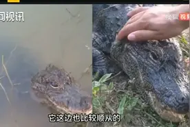 笑麻了！扬子鳄被当成宠物养上了热搜，我笑死在评论区图片