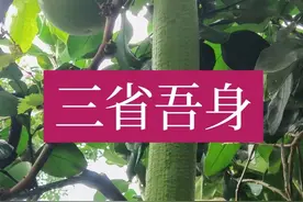 《论语》成语详解与运用：三省吾身图片