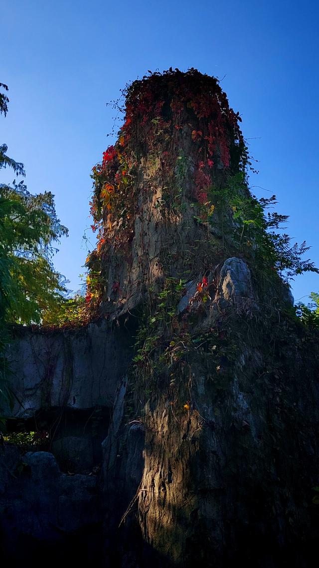 武汉动物园金秋菊展集锦