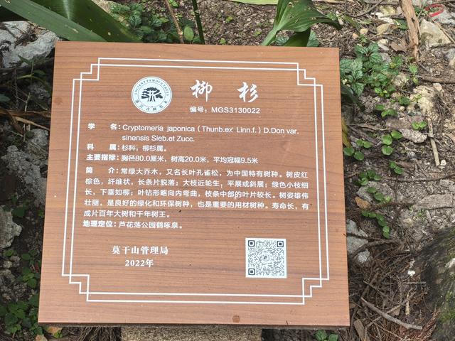 浙江湖州市德清县莫干山国家风景名胜区游记（下）