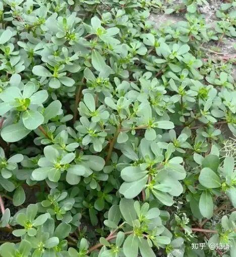 热议丨荒野求生5名选手血钾超标	，这是哪些因素造成的？有何影响