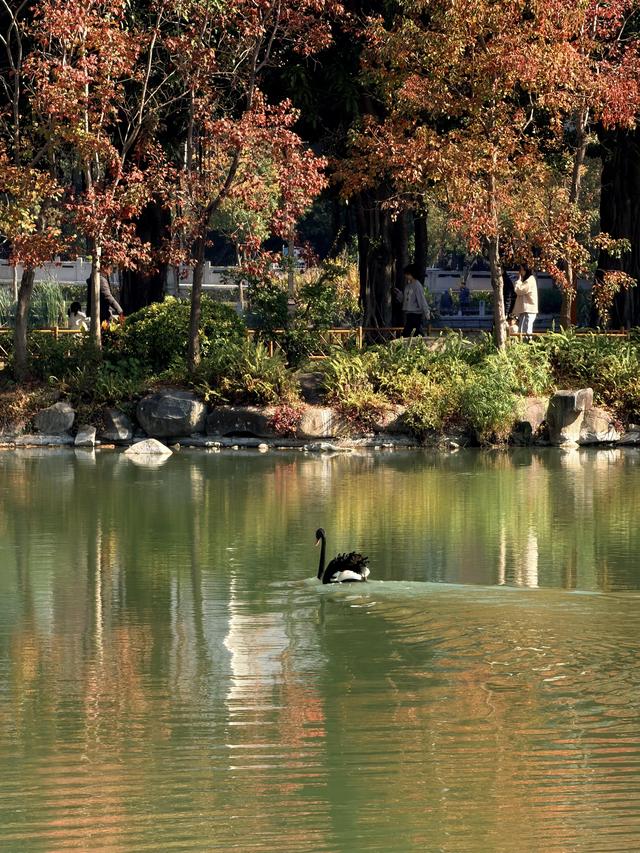 红了大片的乌桕，竟藏于一座园林之中，且被唤作 “福州小西湖”