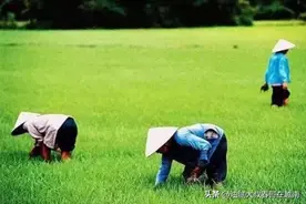 农民“养老金”图片