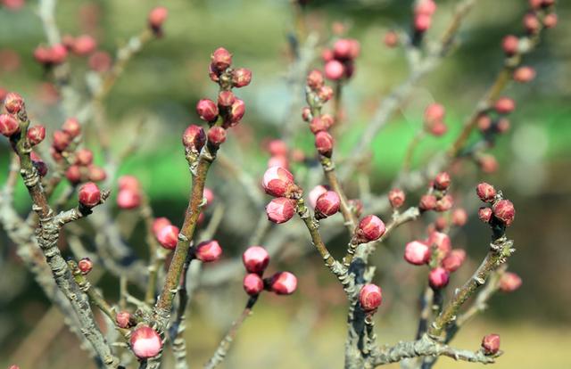 梅花绽放花芬芳