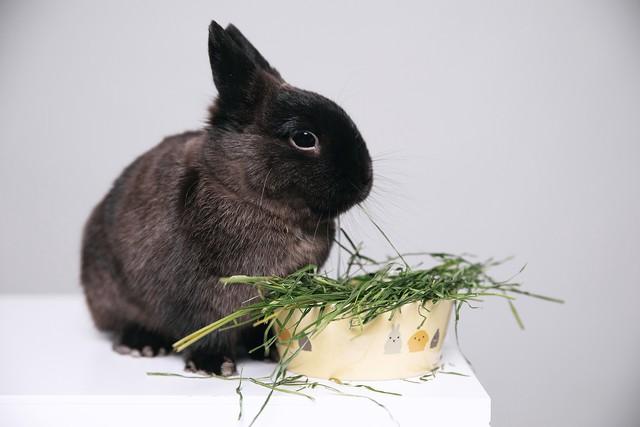 人在家中坐，财从天上来，属兔人不管你信不信，钱真的会主动找你