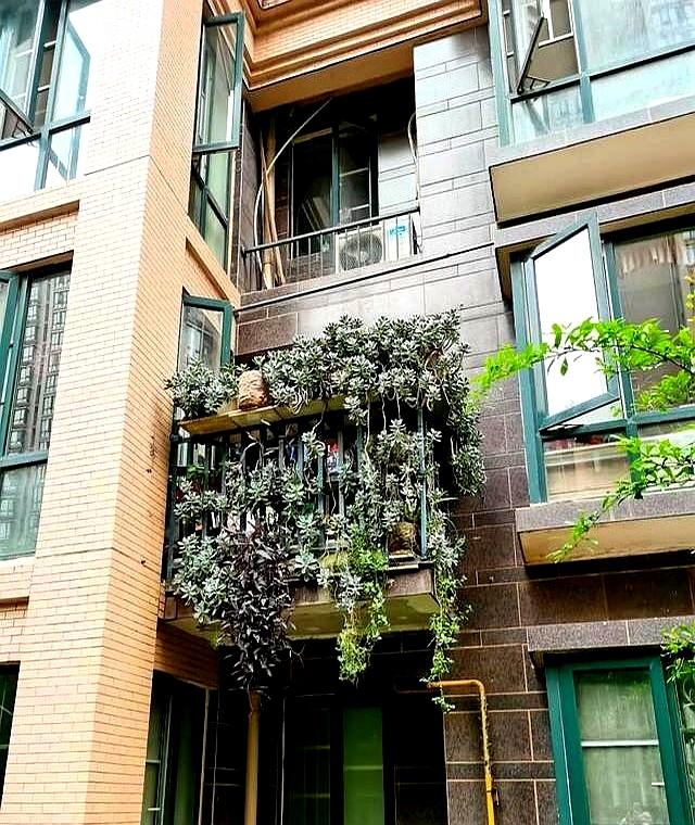 湖南一太太	，因“多肉流下阳台”走红，网友：一泻千里真壮观！