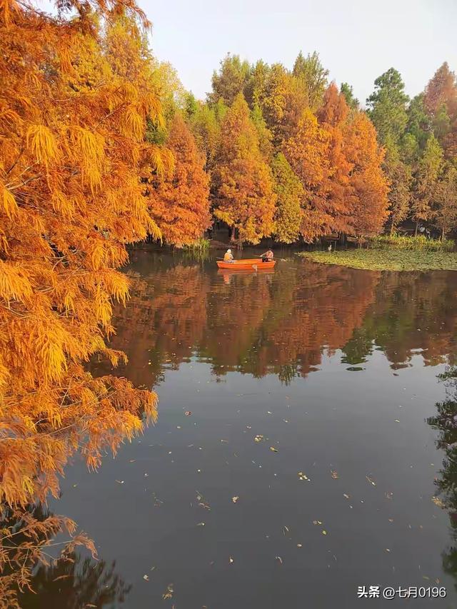 明孝陵探秘之燕雀湖邂逅落羽杉