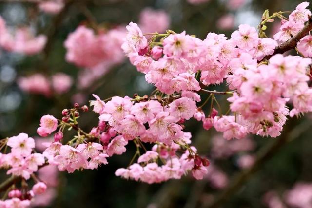 千真万确！渝北，入春了！