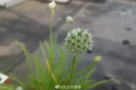 马来西亚的“青龙菜”究竟是个什么菜？图片
