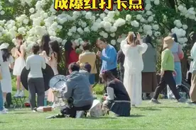 曾让女网红上房揭瓦的木绣球开啦！今年最火打卡地是上海这个地铁口！附赏花攻略→图片