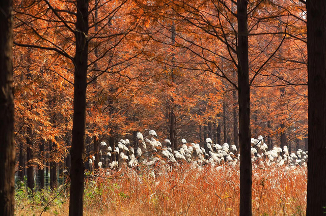 山海天的“猫冬限定”暖游图鉴来咯！