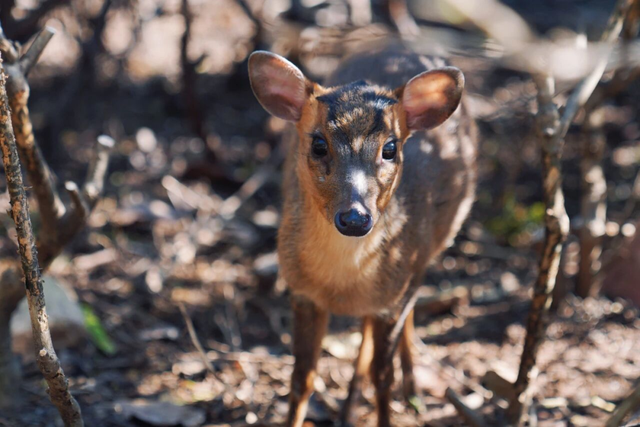 山东有自己的“疯狂动物城”！