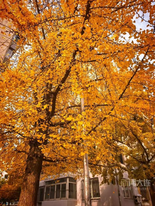 三刷大连！被“反向安利”的感觉太棒了