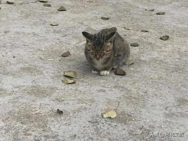 喵喵喵~山里有一个猫界桃花源！