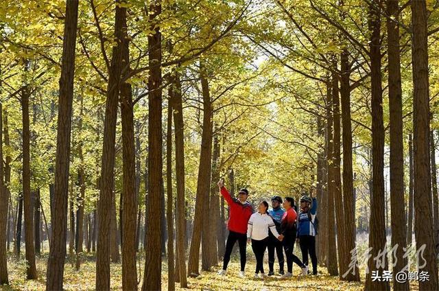 千亩银杏“披金”迎客来