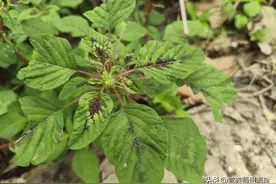 老人口中的“土人参”，浑身是刺，其根价值高，懂它的老人年年挖图片