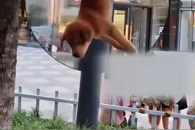 缺大德！主人利用他人善良，将自家小奶狗倒挂在树上进行售卖！图片