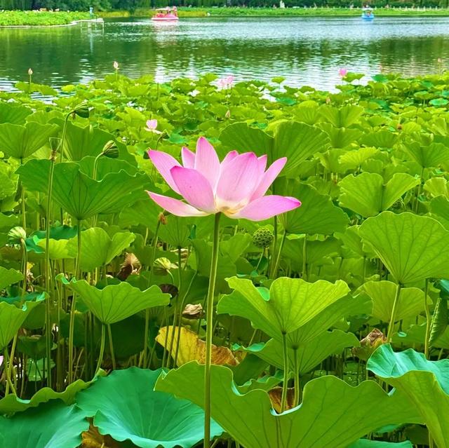 丰台又一处赏荷宝地！赏荷爱好者们快来集合！
