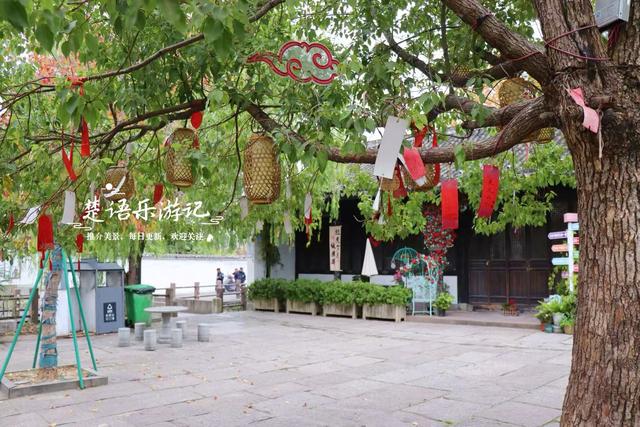 浙江宁波少有的水乡古镇，银杏大道与银杏林太美了，错过再等一年