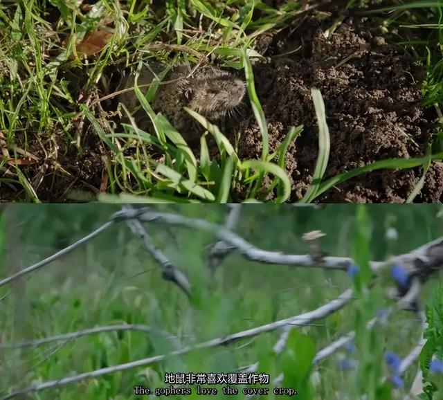 一对夫妻，为了一条狗，种出了一座森林