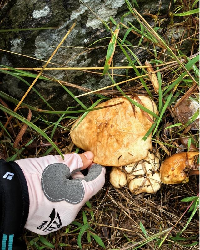 驴行信记：再攀“磨山顶”