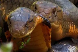 剧毒！云南眼镜王蛇在学校附近，产50枚蛋，被捉时护着蛇蛋不肯走图片