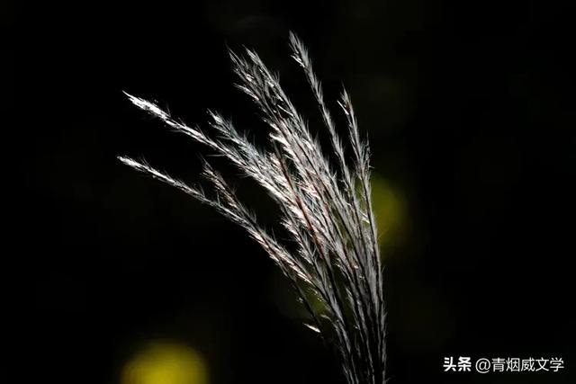 晚秋（随笔）