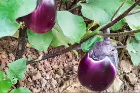 茄子的“死对头”！这5种蔬菜不能和茄子挨着种，老农都懂的秘密图片