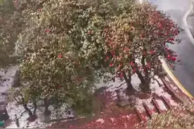 贵州百里杜鹃突遇冰雹，很多花打没了！民警救援时冻得发抖，游客称险失温，景区回应图片