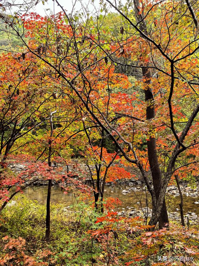 2025辽宁赏秋之旅日记(2)——游览丹东蒲石河森林公园