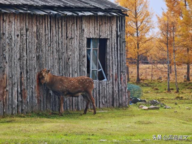在深秋的根河邂逅驯鹿