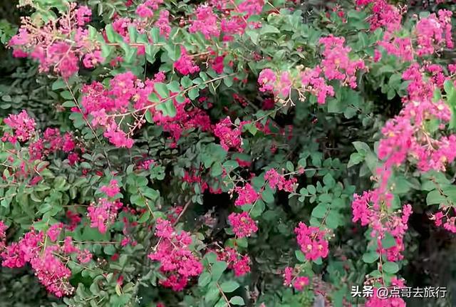 成都温江最美紫薇花大道，壮观色彩斑斓，不要门票，地铁公交直达