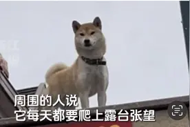 当走丢17天的狗狗见到主人，从不敢相信到归心似箭图片