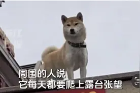 当走丢17天的狗狗见到主人，从不敢相信到归心似箭图片