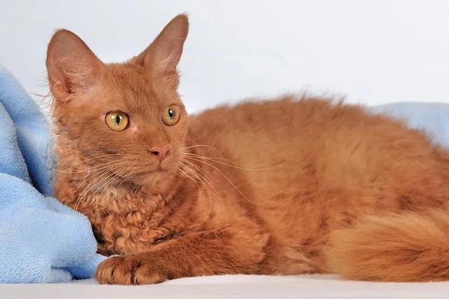 全世界100个宠物猫品种大赏！