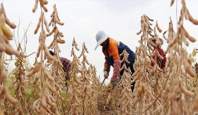巴西大豆坐地起价？对华报价疯涨，中国买家集体停购：等两个时机