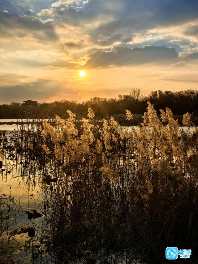 朝看芦苇夕望鸟，潍坊这里的冬日氛围感拉满！