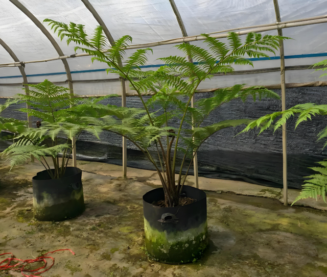 山里捡到1根蟒蛇木，丢到柴房准备烧火，姥爷说它是珍贵飞天擒罗