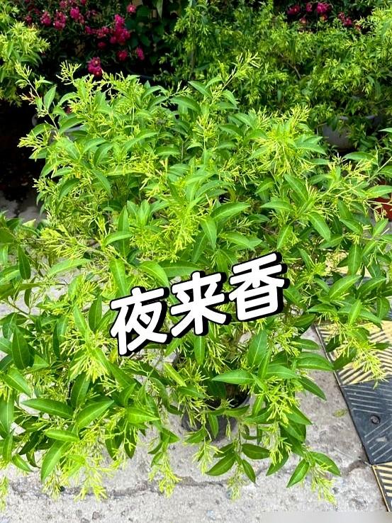 阴花不能进阳宅！这5种花“打死”也不养，家里若有？快挪走！