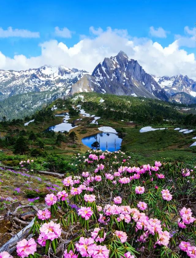 漫步云端，撞见磅礴花事丨15秒看云南