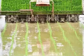 回老家租种750亩水稻，今年稻谷丰收了，大家猜能赚多少钱？图片