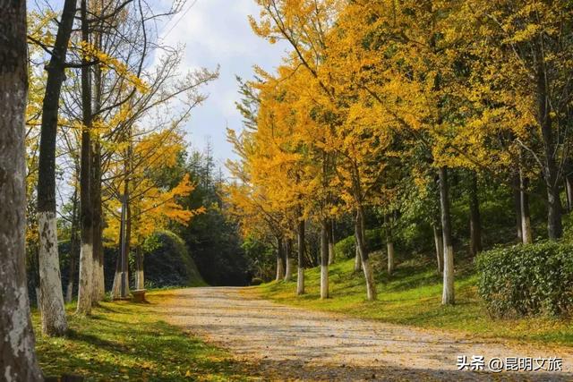 跟着赛事游昆明｜昆明金色信号已满格！这份“市区寻金图鉴”带你解锁冬日温柔