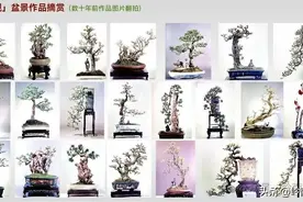 黄龙观首届岭南盆景展——金，银，铜奖作品揭晓图片
